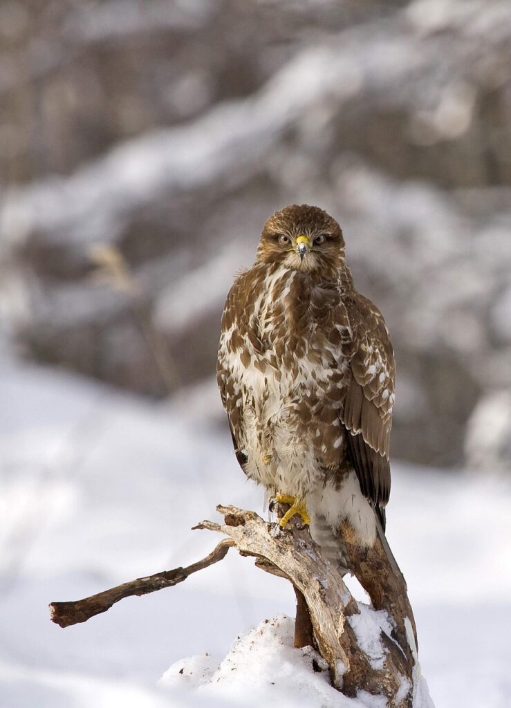 buzzard, bird, buteo, winter, nature, predator, bird of prey, snow, perched, perched bird, feathers, plumage, ave, avian, ornithology, bird watching, animal world, hoarfrost, buzzard, buzzard, buzzard, buzzard, buzzard, winter, winter, winter, snow, snow